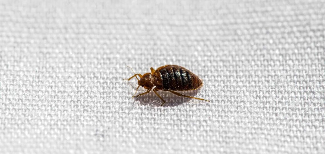 The London Bed Bugs Company