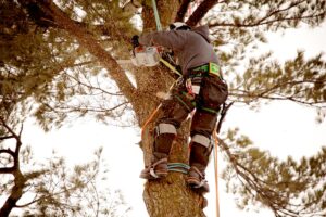 Green Guardians of Hillsborough County: Exploring Arboricultural Excellence with Hillsborough County Tree Service, FL